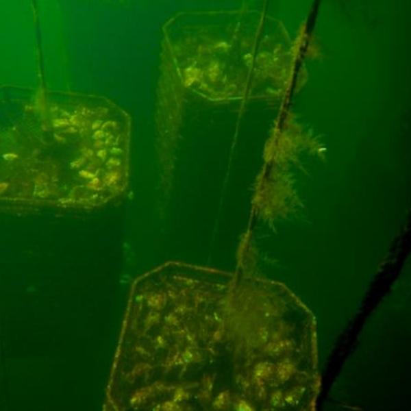 Oysters in trays suspended in ocean