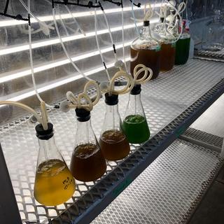 Algae 4 flasks