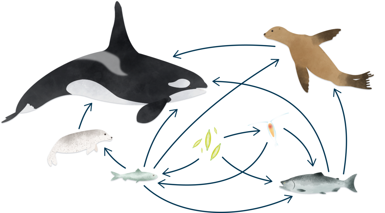 marine food web